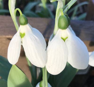 Galanthus elwesii whitallii